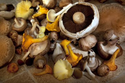 Common Medicinal Mushrooms