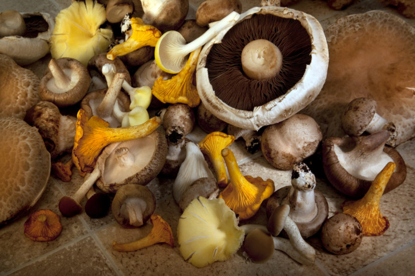 A Guide To Common Medicinal Mushrooms