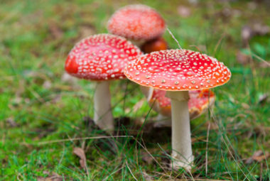Poisonous Mushrooms To Avoid