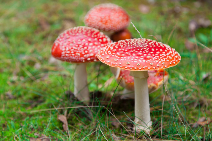 Four Poisonous Mushrooms To Avoid