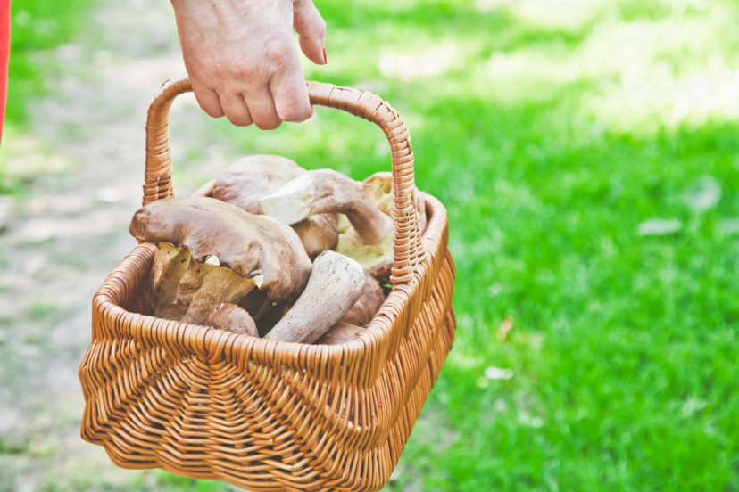 Beginners Guide To Foraging For Medicinal Mushrooms