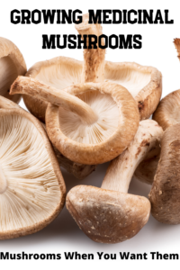Medicinal Mushroom benefits
