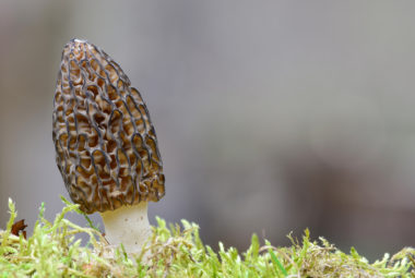 How To Cook Morel Mushrooms