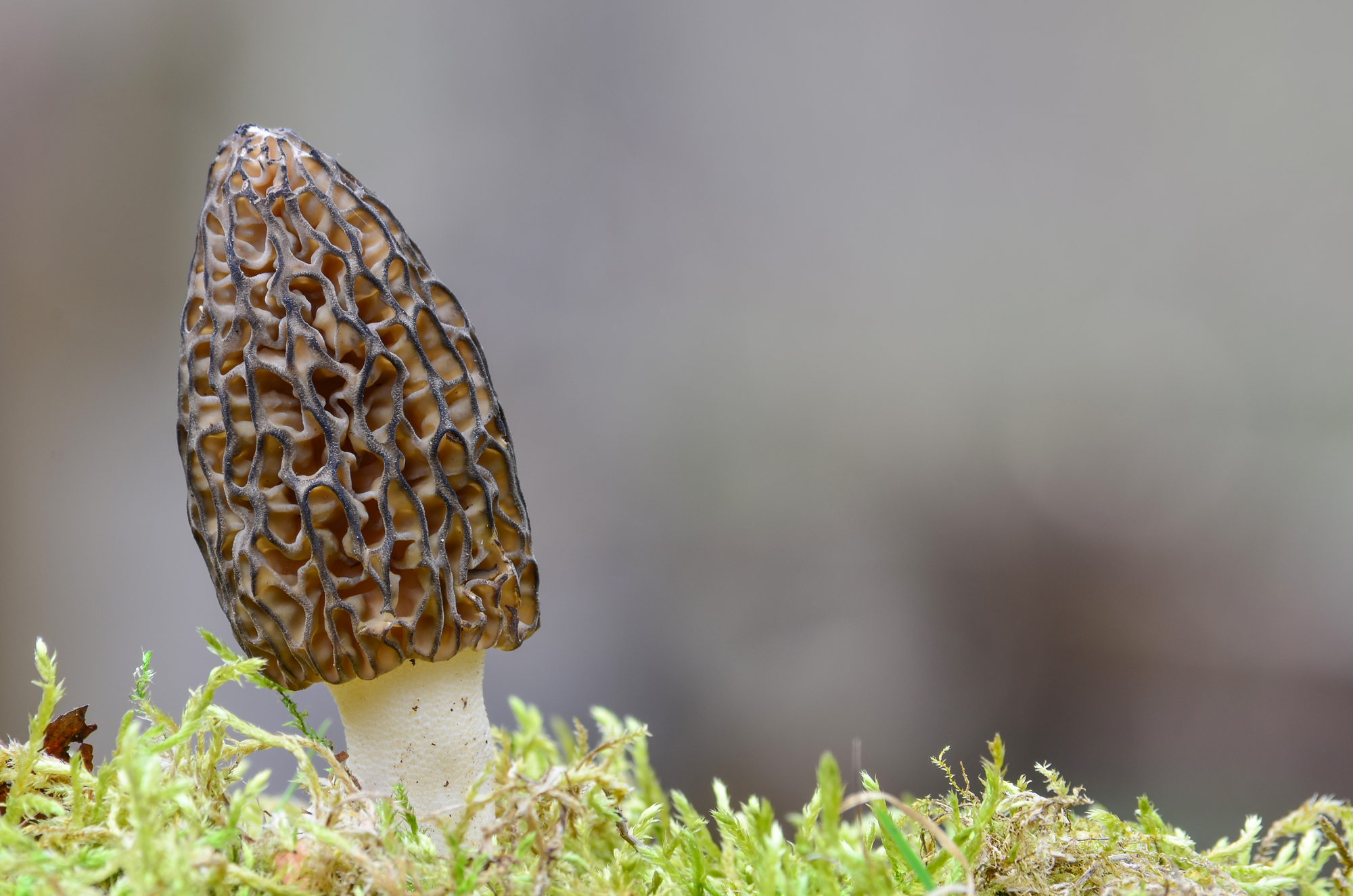 How to Cook Morel Mushrooms - Medicinal Mushroom Guide