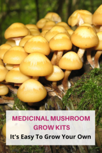 Grow Kits for Medicinal Mushrooms