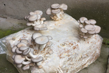 Growing Medicinal Mushrooms