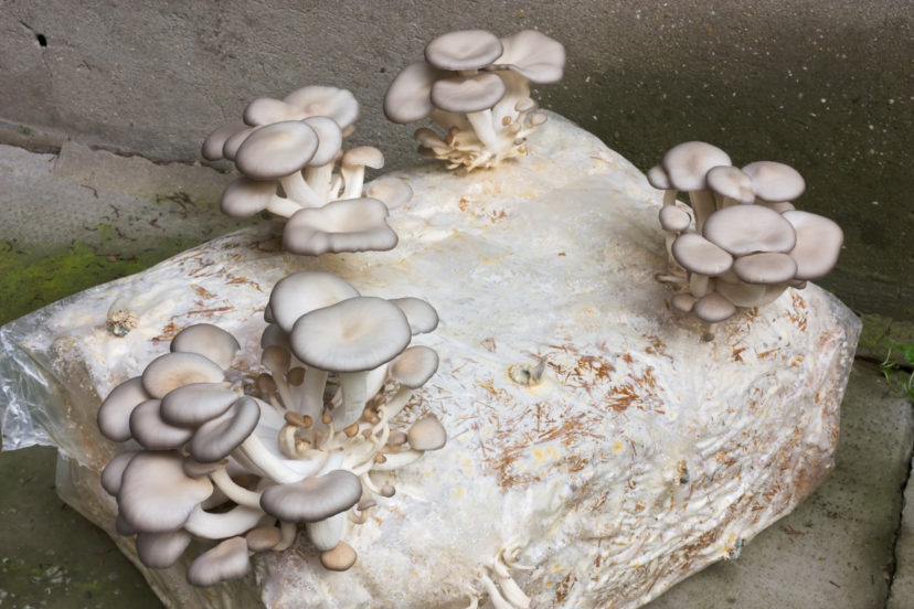 Grow Your Own Medicinal Mushrooms – A Beginners Guide