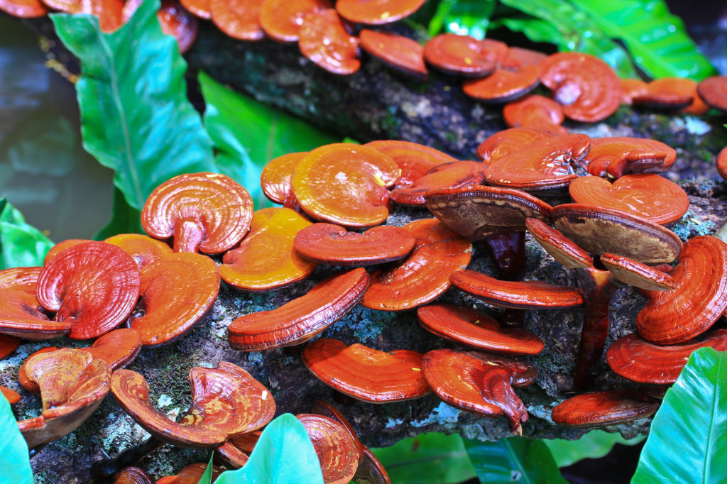 Reishi The Mushroom of Immortalty - Medicinal Mushroom Guide