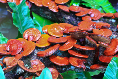 Reishi The Mushroom Of Immortality