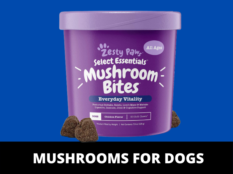 Medicinal Mushrooms for dogs
