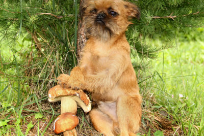 Medicinal Mushrooms For Dogs