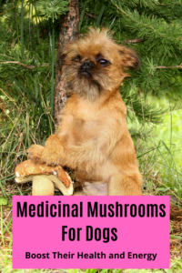 Are Medicinal Mushrooms good for Dogs